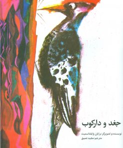 جغد و دارکوب